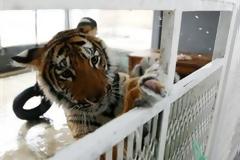 ΔΕΙΤΕ: Αναζητείται σπίτι για το τιγράκι...