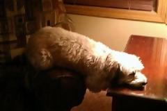 ΔΕΙΤΕ: Σε φάση... αφασίας