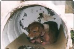 Διαβάστε το συγκλονιστικό γράμμα φινλανδής τουρίστριας – Συντετριμμένη στον Μήνα Μέλιτος στην Κρήτη