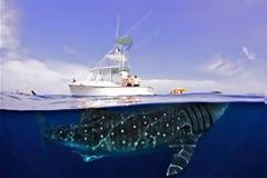 Ο «ευγενικός γίγαντας» που απειλείται με εξαφάνιση