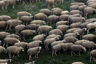 Πρωτότυπο κολιέ στα πρόβατα θα προειδοποιεί για τις επιθέσεις λύκων - Φωτογραφία 1
