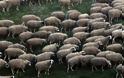 Πρωτότυπο κολιέ στα πρόβατα θα προειδοποιεί για τις επιθέσεις λύκων