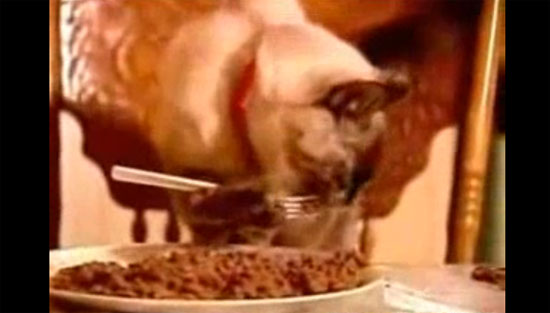 AΠΙΣΤΕΥΤΟ VIDEO: Γάτα τρώει με πιρούνι και chopsticks - Φωτογραφία 1