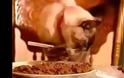 AΠΙΣΤΕΥΤΟ VIDEO: Γάτα τρώει με πιρούνι και chopsticks