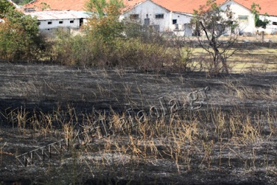 Ποιμνιοστάσιο με 20 αρνιά και 500 στρέμματα έγιναν κάρβουνο σήμερα στα Τρίκαλα - Φωτογραφία 2
