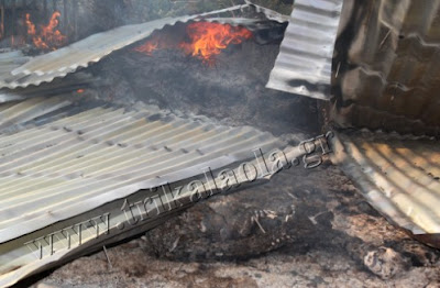 Ποιμνιοστάσιο με 20 αρνιά και 500 στρέμματα έγιναν κάρβουνο σήμερα στα Τρίκαλα - Φωτογραφία 7