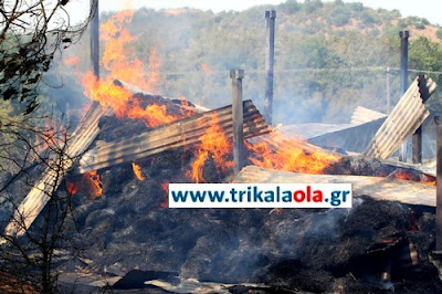 Ποιμνιοστάσιο με 20 αρνιά και 500 στρέμματα έγιναν κάρβουνο σήμερα στα Τρίκαλα - Φωτογραφία 8