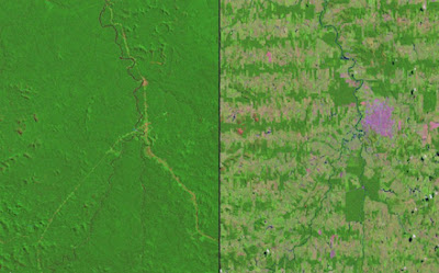 Το δάσος του Αμαζονίου εξαφανίζεται - Φωτογραφία 2