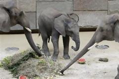 Ειδική τούρτα γενεθλίων για τον μικρό ελέφαντα