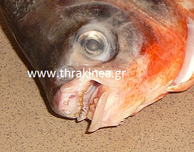 Φωτογραφίες από το πιράνχας που αλιεύτικε στον Έβρο - Φωτογραφία 2