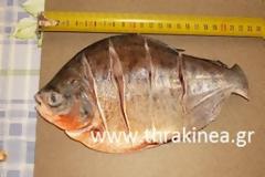 Στον Έβρο κολυμπούν Πιράνχας!!! (Αναμένεται ανακοίνωση των αριστερούληδων πως τα έριξαν φασίστες για να φάνε τους λαθρομετανάστες...)