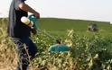 Ευθύνες στην κυβέρνηση για τη χρήση παράνομων φυτοφαρμάκων, επιρρίπτει ο ΣΥΡΙΖΑ