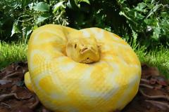 ΔΕΙΤΕ: Πως θα σας φαινόταν ένας πύθωνας για τα γενέθλια σας;