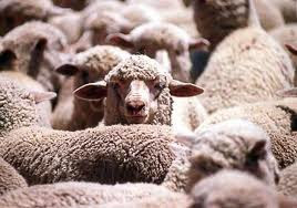 Δεν είναι πλάκα!!!Πρόβατα ειδοποιούν με sms όταν δέχονται επίθεση από λύκους !!! - Φωτογραφία 1