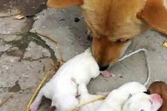 Απίστευτο: Σκύλος γέννησε... γάτα!