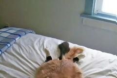 ΔΕΙΤΕ: 20 γάτες που πιάστηκαν στα πράσα!