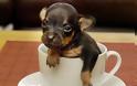 Το μικρότερο σκυλί του κόσμου