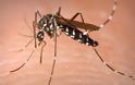Ποιές είναι οι αρρώστιες από κουνούπια στην Ελλάδα;