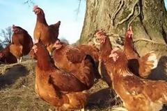 Ποια σέξι Ελληνίδα φωτογραφίζεται σε...κοτέτσι;