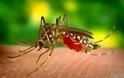 Γιατί τα κουνούπια βουίζουν τόσο πολύ;