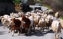 Στη Λιβύη 5.500 πρόβατα από την Κρήτη