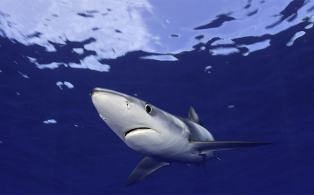 Ένας καρχαρίας που μοιάζει με καρτούν - Φωτογραφία 5