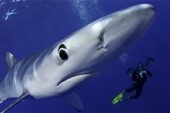 Ένας καρχαρίας που μοιάζει με καρτούν