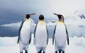 VIDEO: Φτιαγμένος πιγκουίνος κάνει το γύρο του Κόσμου!