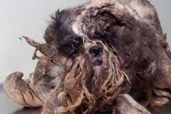 ΔΕΙΤΕ: Το πρώτο κούρεμα ενός σκύλου