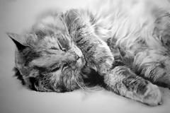 ΔΕΙΤΕ: 15 γάτες που δεν θα πιστεύετε ότι είναι μόνο σκίτσα με μολύβι