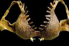 Στηθόδεσμοι για γέλια και για κλάματα!