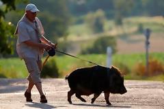 Τι πιο φυσιολογικό; Έχουν για κατοικίδιο ένα αγριογούρουνο...