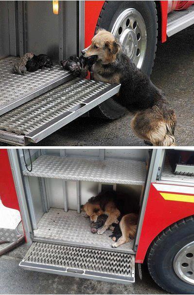 Σκύλος σώζει κουτάβια απο φλεγόμενο κτήριο! (Photos) - Φωτογραφία 2