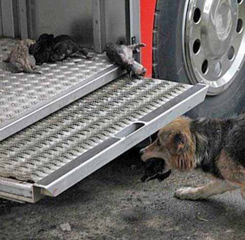 Σκύλος σώζει κουτάβια απο φλεγόμενο κτήριο! (Photos) - Φωτογραφία 3