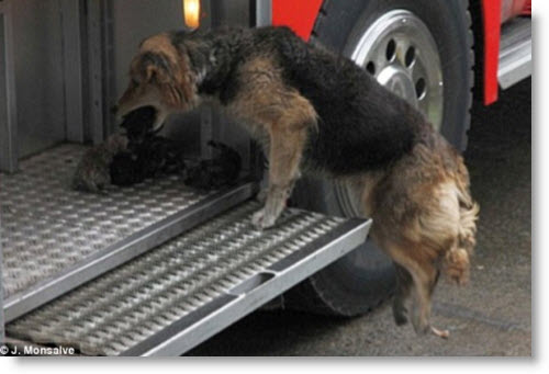 Σκύλος σώζει κουτάβια απο φλεγόμενο κτήριο! (Photos) - Φωτογραφία 4