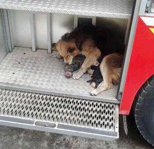 Σκύλος σώζει κουτάβια απο φλεγόμενο κτήριο! (Photos) - Φωτογραφία 5