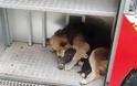Σκύλος σώζει κουτάβια απο φλεγόμενο κτήριο! (Photos)