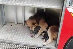 Σκύλος σώζει κουτάβια απο φλεγόμενο κτήριο! (Photos)