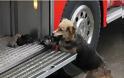 Σκύλος σώζει κουτάβια απο φλεγόμενο κτήριο! (Photos) - Φωτογραφία 2