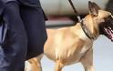 Δεκαέξι σκύλοι στον Έβρο προς ενίσχυση του «Ξένιου Δία»