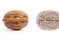 AΠΙΣΤΕΥΤΟ ΔΕΙΤΕ:  Τροφές που αντικατοπτρίζουν το μέρος του σώματος που οφελούν