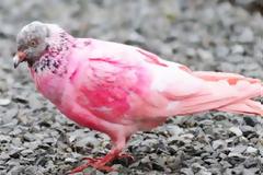 «Εξωτικό» ροζ περιστέρι κλέβει τα βλέμματα!