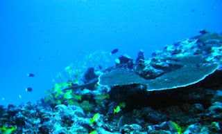 Η υπεριώδης ακτινοβολία σκοτώνει τη θαλάσσια ζωή - Φωτογραφία 1