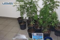 31χρονος στο Ίππειος Λέσβου με φυτώριο δενδρυλλίων κάνναβης