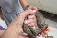 ΦΩΤΟ: Δείτε τα φίδια που κρύβονται στην Αθήνα