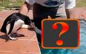 ΔΕΙΤΕ:  Έχετε δει ποτέ μωρό δελφίνι;