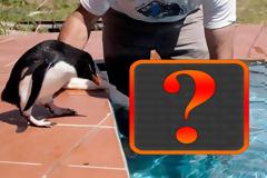 ΔΕΙΤΕ:  Έχετε δει ποτέ μωρό δελφίνι;