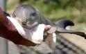 ΔΕΙΤΕ:  Έχετε δει ποτέ μωρό δελφίνι; - Φωτογραφία 3