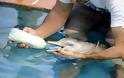 ΔΕΙΤΕ:  Έχετε δει ποτέ μωρό δελφίνι; - Φωτογραφία 4