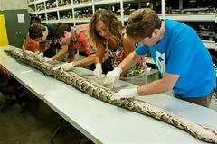 VIDEO: Ένας πύθωνας Βιρμανίας απειλεί την άγρια ζωή της Florida